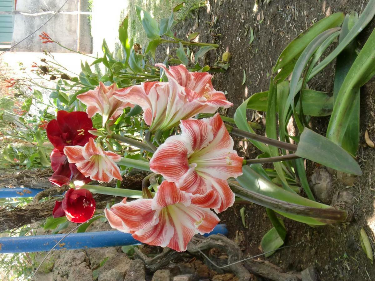 Finca La Gaviota - Los Limoneros อิคอดเดลอสวินอส ภายนอก รูปภาพ